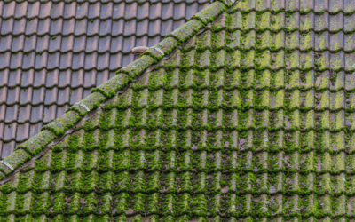 Could Moss on Your Roof Void Your Home Insurance Claim?