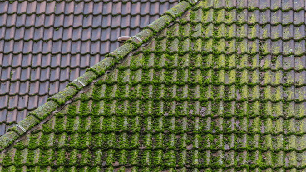 A large tile roof covered in verdant lush looking moss 980x551 1