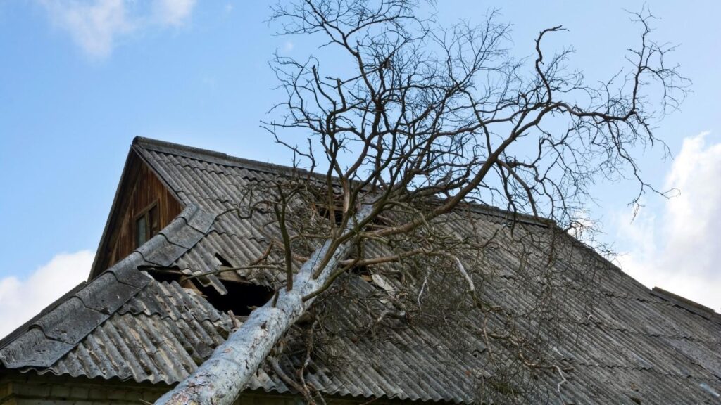 A roof with a large tree fallen on top of it, breaking tiles.